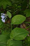 Virginia bluebells